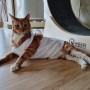 자라(ZARA) 크롭 티셔츠 고양이와 함께 입어요 ㅋㅋㅋㅋ