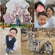 인천대공원 동물원,벚꽃나들이n년차방문(정문BHC치킨피크닉,29개월아기랑)솔직후기
