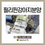 한국에서 필리핀,마닐라강아지분양(강아지해외입양)전문적인 곳!