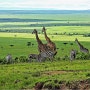 [여행정보] 거대한 야생동물들을 볼 수 있는 케냐 자연여행