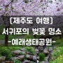[제주도 여행] #벚꽃 명소_예래생태공원