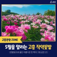 [전남사진명소]분홍빛 자태를 뽐내는 아름다운 고흥 작약꽃밭 보러오세요~🌺
