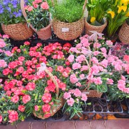 양재꽃시장 가는법, 위치, 생화 카네이션 꽃바구니