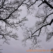 영천가볼만한곳 오리장림 산책 기록 4월 8일