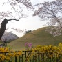 벚꽃 다 지고 나서 정리하는 경주 대릉원 벚꽃 포토존(2024년 4월 2일) 🌸