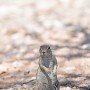 [아프리카 여행] 나미비아 에토샤 국립공원에서 본 땅다람쥐 / The ground squirrel seen in the Namibia Etosha National Park