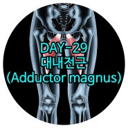 화정재활 DAY-29 대내전근(Adductor magnus) 일산체형교정