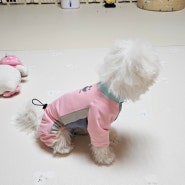 댕런 : 버그가드 올인원 강아지 기능성 옷 후기 강아지옷 강아지여름옷