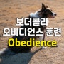 보더콜리 오비디언스 Obedience 훈련 #매너있는 반려견 만들기 #부산경남애견훈련소