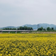 청주 무심천에서 농업기술원까지 노란 유채꽃이 활짝 피었어요
