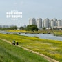 청주 무심천 수변 유채꽃밭 이팝나무 하얀 꽃길