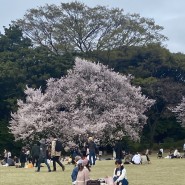 도쿄여행 신주쿠교엔 벚꽃놀이 오모이데요코초 야키토리 시몬야 골든가이