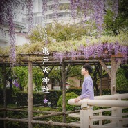 일본 도쿄 여행 5월 꽃구경 가볼 만한 곳 여행지 추천, 등나무 꽃 명소 카메이도 텐신사