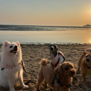 강아지랑 국내여행 인천 영종도 마시안해변