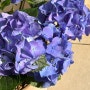 파란 수국 꽃말 참 예쁜 매력