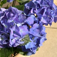 파란 수국 꽃말 참 예쁜 매력