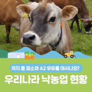 저지 종 젖소, A2 우유... 우리나라 낙농업의 부흥을 이끌 수 있을까?