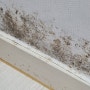 아이방 벽지 곰팡이 매우 위험한 이유와 친환경 페인트