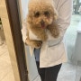 송파동물병원 올림픽동물의료센터 재방문 건강검진 후기
