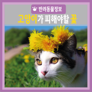 반려동물지식잡학사전 ㅣ 고양이에게 꽃은?