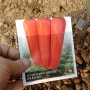 봄 당근 심는시기 재배 방법 (씨앗 파종시기 모종 심기 당근싹 키우기)