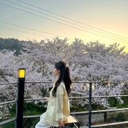 [4월 일상] 벚꽃이 피고 지는