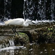 쇠백로 ( Littlr Egret )