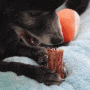 강아지 수제간식 헬로마이펫 오리날개 오래먹는 뼈간식