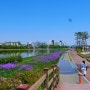 경북 가볼만한곳 : 영천 생태지구공원 보라유채꽃