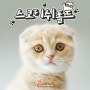 주주팜 고양이 소개 추천 스코티쉬폴드 성격과 특징