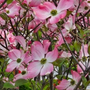 미국꽃산딸나무