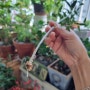 5개월 만에 목질화된 올리브나무 물꽂이 성공 수경재배로 키우기