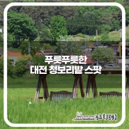 대전 5월 가볼만한곳 '장동만남공원 청보리밭'