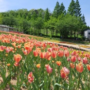 아산 피나클랜드 튤립 봄꽃축제 충남 아이와 가볼만한곳 입장료 할인