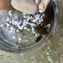 물방개구매대행 곤충키우기 물에서 만나는 곤충 물방개키우기
