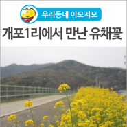 [우리동네 이모저모] 고령 개포1리 한국농촌공사 성구 양수장 주변에서 만난 유채꽃! 반가워~