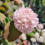 설구화, 분홍설구화 5월에 피는 무성화 예쁜 꽃