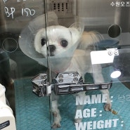 수원동물병원 추천 강아지 복강 잠복고환 수술 후기