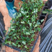 [텃밭 기록 3] 새로운 작물 땅콩 도전! 5월 초 고추 모종 심기