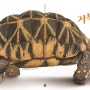 <학교 도서관 저널> 2024년 5월호에 『궁금해 거북이 궁금해』가 실렸어요!