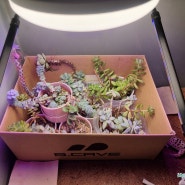 LED 식물등 구입 및 다육식물 이사