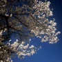 4월 일상 그리고 벚꽃