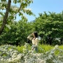꽃구경 가볼만한곳 대전 한밭수목원 주차 5월 장미 튤립 수국 샤스타데이지 이팝나무 실시간 개화상태