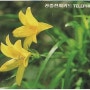 공중전화카드 수집 - 꽃 시리즈 10