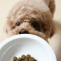 강아지 사료 안먹을때 이유가 있을까?