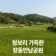 대전 가볼만한곳 추천! 청보리 가득한 장동만남공원