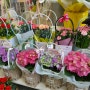 의정부 꽃집 어버이날 카네이션 수국 화분 맛집 들꽃마을
