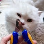 페스룸 고양이 발톱깎기 | 스마트 네일 클리퍼 캣츠