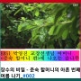 【윤승원 에세이】 이웃 박 교장선생님댁 ‘감나무 가지치기’를 바라보며