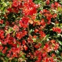 봄꽃나무 빨간꽃이 아름다운 명자나무 키우기, 가지치기방법과 주의사항은?